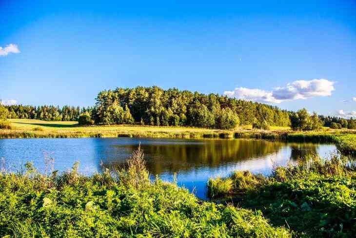 Запрет на посещение лесов введен в 47 районах Беларуси