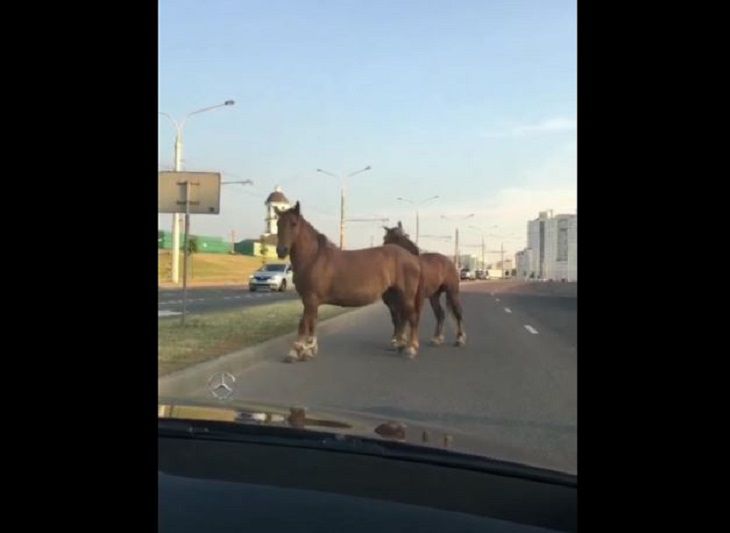 Обычное утро в Минске: на дорогах – лошади и дама с веником 