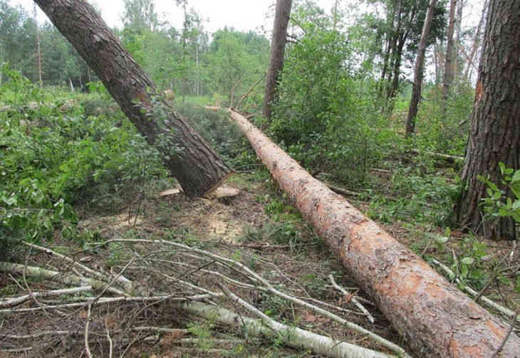 Смертельные травмы, пьянство и преступления: СК о работе лесхозов Гомельщины 