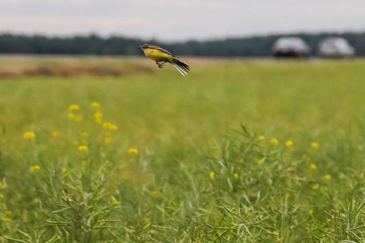 Погода на день 15 июня в Беларуси: объявлен оранжевый уровень опасности Погода на день 15 июня в Беларуси: объявлен оранжевый уровень опасности