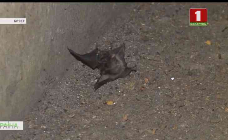 В Бресте в жилом доме поселилась колония редких летучих мышей