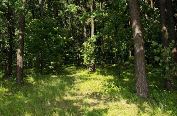 За посещение лесов в Могилевской области можно получить штраф