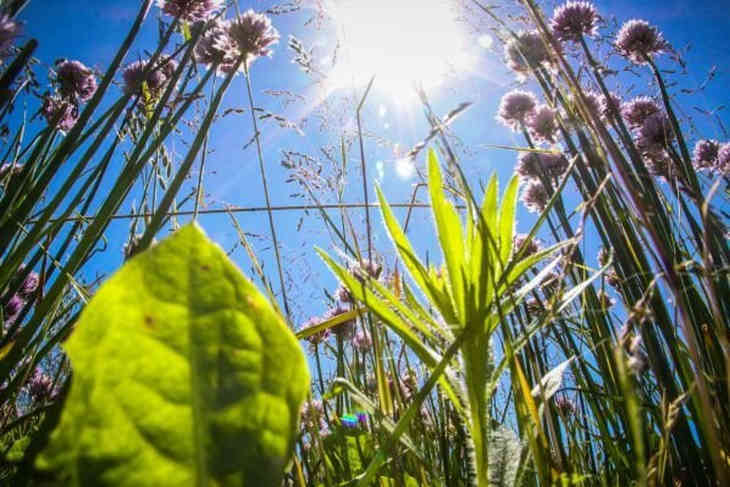 Как в Сахаре. Белорусы публикуют фото уличных термометров Как в Сахаре. Белорусы публикуют фото уличных термометров