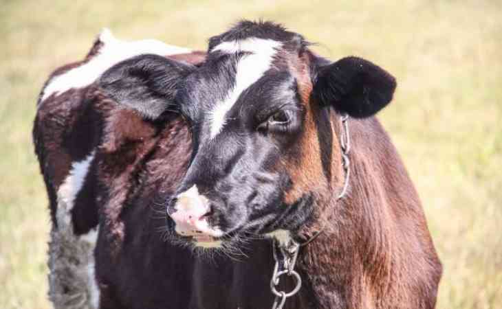 В Оршанском районе дядя с племянником украли с пастбища двух коров и продали в Россию