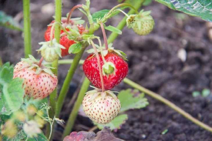 Клубничный урожай в Беларуси: какие цены на ягоду в разгар сезона