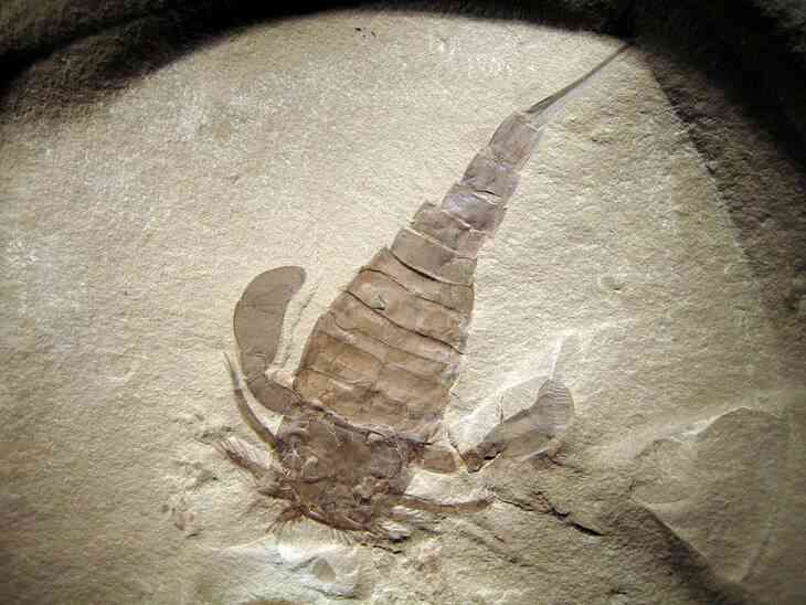 В шахте Солигорска выкопали ракоскорпиона возрастом 350 млн лет