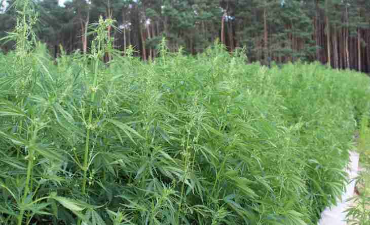 В Гомельской области с начала лета уничтожили уже 9 тонн конопли