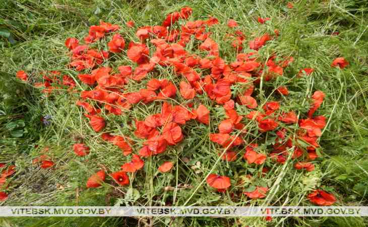 В Полоцком районе уничтожено 30 килограммов дикорастущего мака