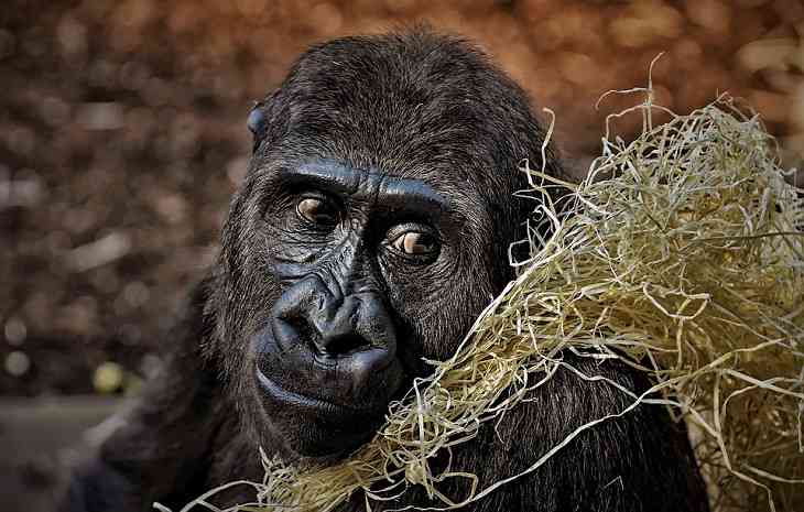 Гориллу обвинили в пожирании многомиллионой выручки зоопарка