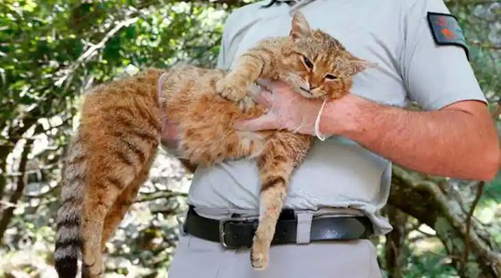 «Кошачья лиса»: новый вид кошек нашли на острове Корсика