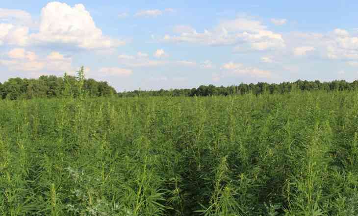 Полторы тонны конопли уничтожили в Речицком районе Полторы тонны конопли уничтожили в Речицком районе