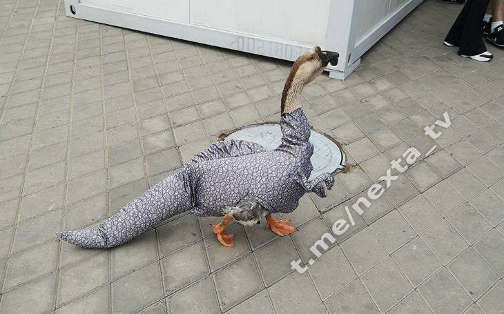 На открытии II Европейских игр был замечен гусь, переодетый в динозавра На открытии II Европейских игр был замечен гусь, переодетый в динозавра