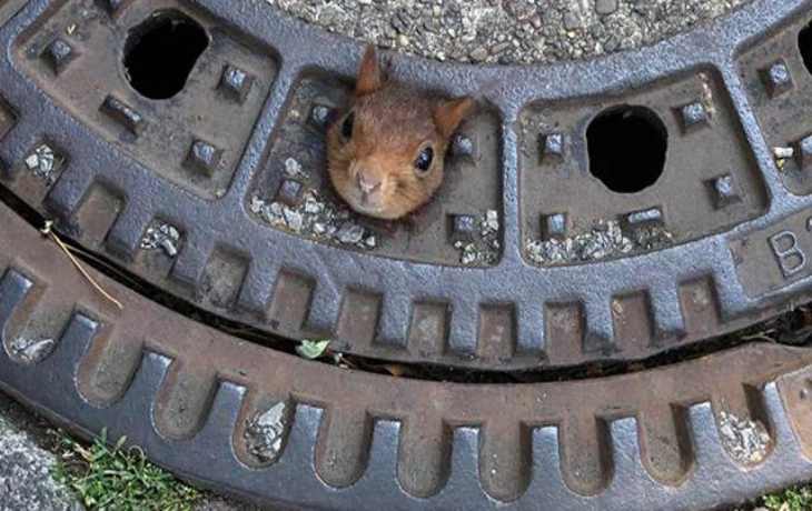 Пожарные придумали необычный способ спасения застрявшей в люке белки
