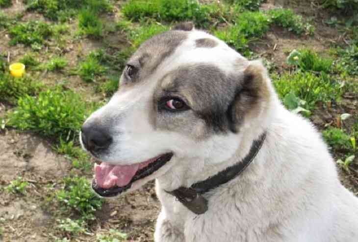  Вакцину от рака начали испытывать на собаках