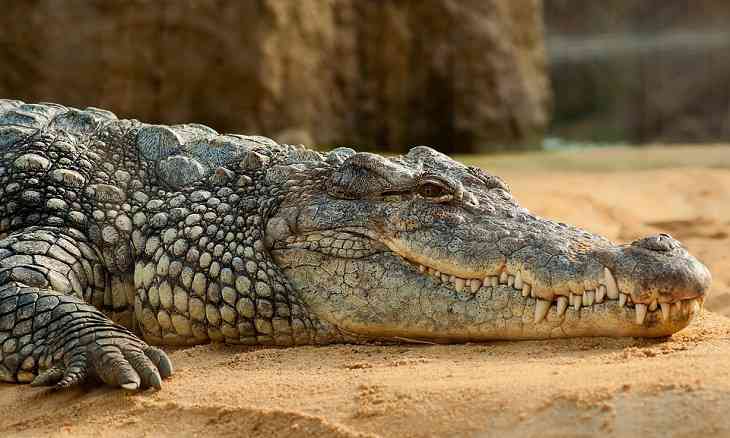 В брюхе убитого крокодила нашли останки пропавшего фермера
