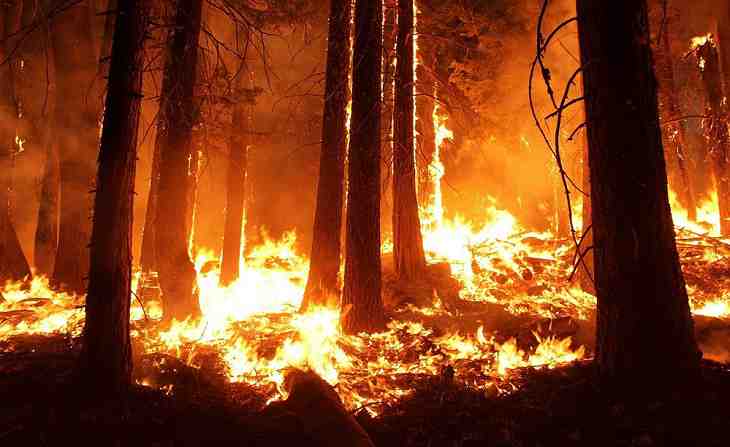 За одну неделю в Беларуси произошло 19 лесных пожаров