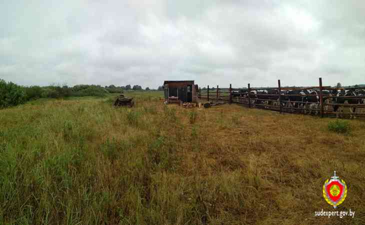 В Кормянском районе молнией убило пастуха В Кормянском районе молнией убило пастуха