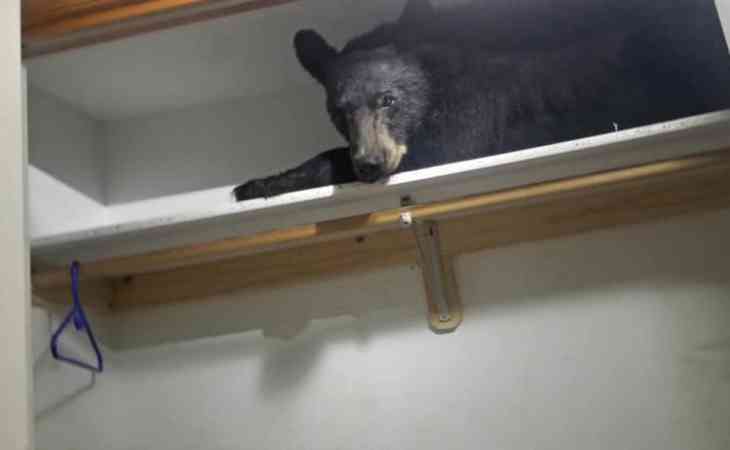 Медведь забрался в жилой дом, устроил погром и уснул в шкафу