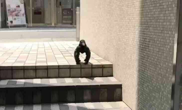 Мускулистая ворона озадачила пользователей сети