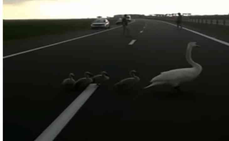 Под Гомелем водители помогли семье лебедей перейти дорогу