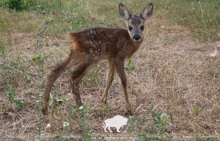 В Каменецком районе люди спасли детеныша косули и передали в «Беловежскую пущу»