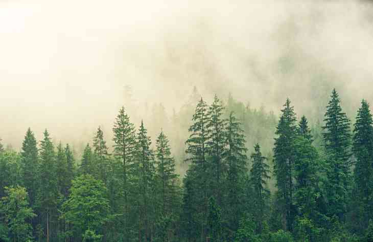 Ученые рассказали, почему деревьям не страшна радиация