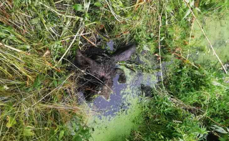 Под Бобруйском мужчина убил лося и бросил останки в канаву