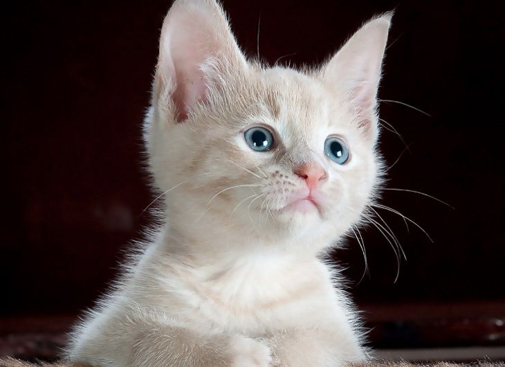 Специалисты рассказали, от чего зависит характер кошки. Порода - не самое главное Специалисты рассказали, от чего зависит характер кошки. Порода - не самое главное
