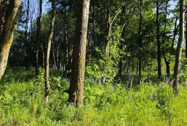 За посещение леса в данном районе Могилевской области грозит штраф