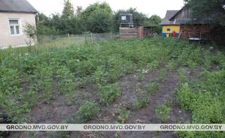 В Слониме мужчина больной шизофренией избил пенсионерку тяпкой, пока она полола картошку