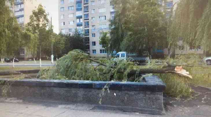 В Мозыре на ребенка упала ветка с дерева: мальчик в больнице 