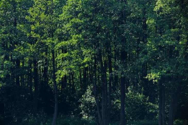 Тысячи гектаров белорусских лесов очищены от мусора