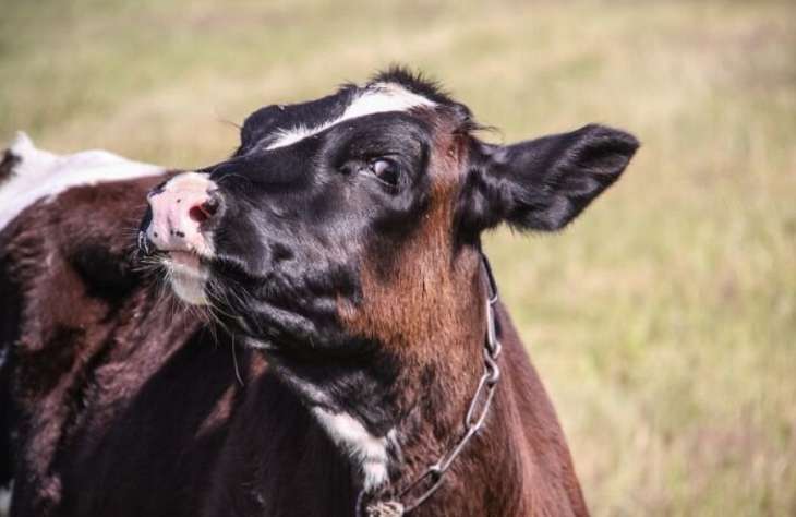 В хозяйстве Светлогорского района погибли более 1 200 коров. Госконтроль ищет виновных