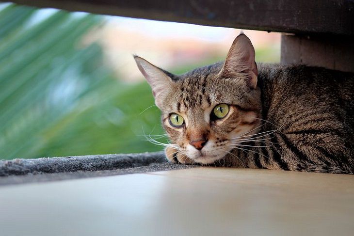 Лежанка для кошки: как создать питомцу уютное место отдыха