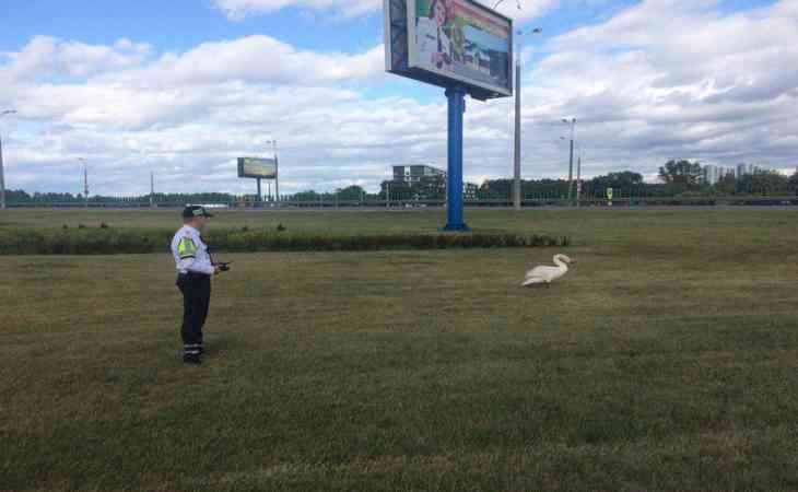 В Минске одинокий лебедь прогуливался по проезжей части. Его спасли сотрудники ГАИ В Минске одинокий лебедь прогуливался по проезжей части. Его спасли сотрудники ГАИ
