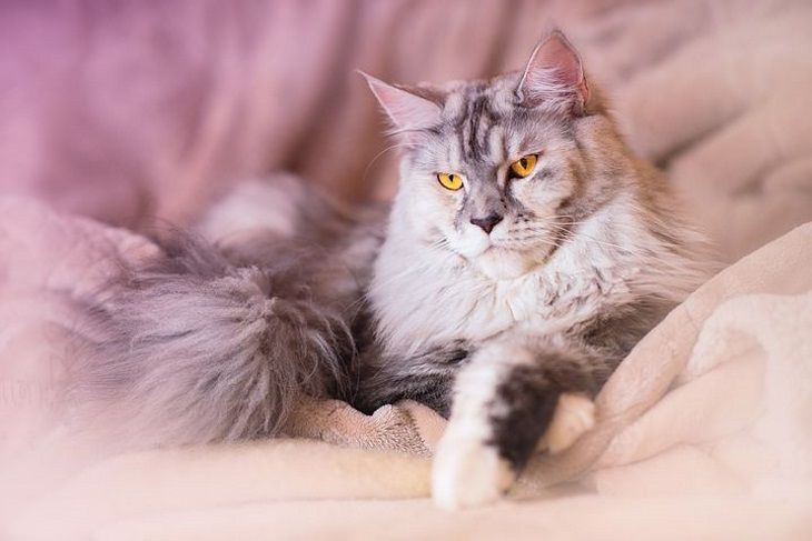 Названы самые частые заболевания у домашних кошек
