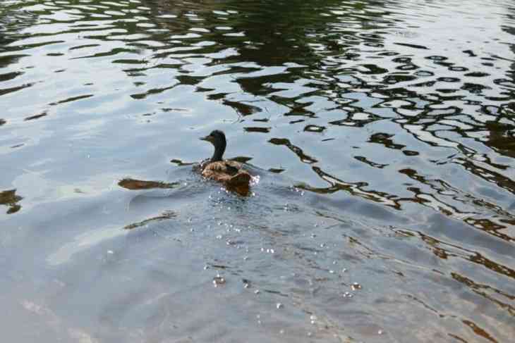 Гиблое место. За несколько дней в одном и том же водоеме под Солигорском утонули два человека