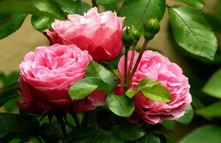 Розы В Саду Фото