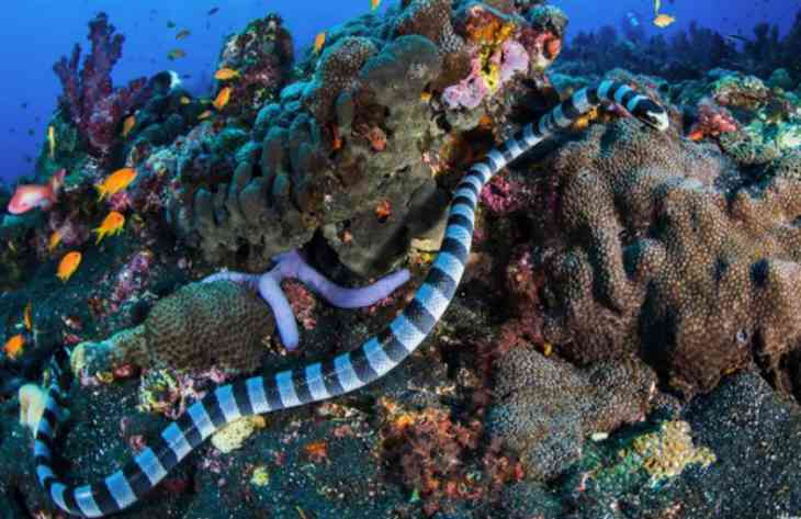 Самые ядовитые создания на планете