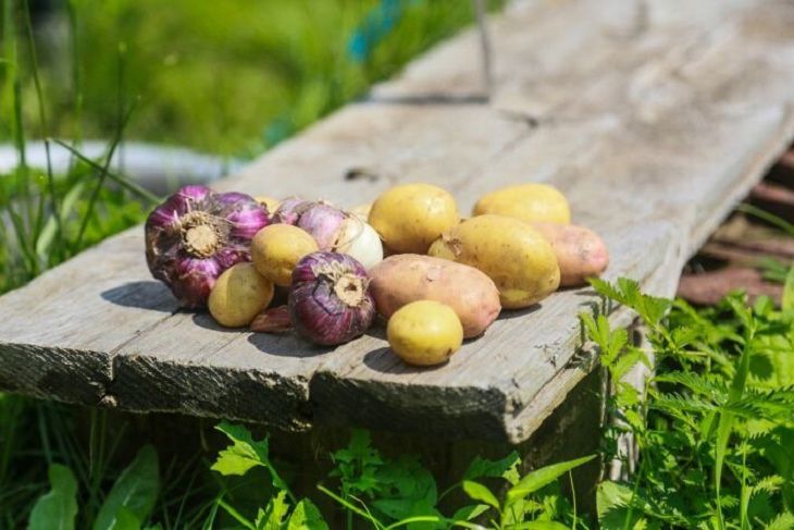 В Беларуси планируют собрать в этом году более 1 млн т картофеля