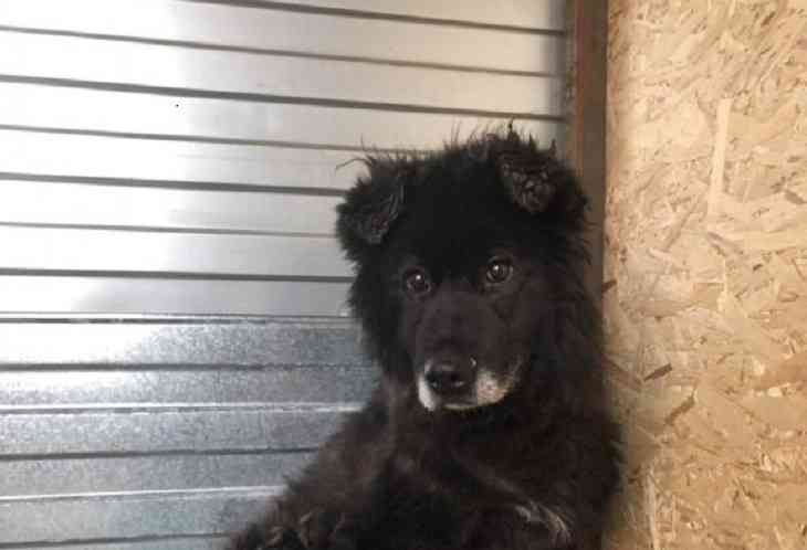 Просидел в бетонном плену восемь лет. Реакция собаки на спасение из канализационной ямы 