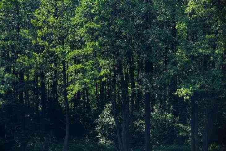 В лесу под Калинковичами нашли бабушку: провела там более суток