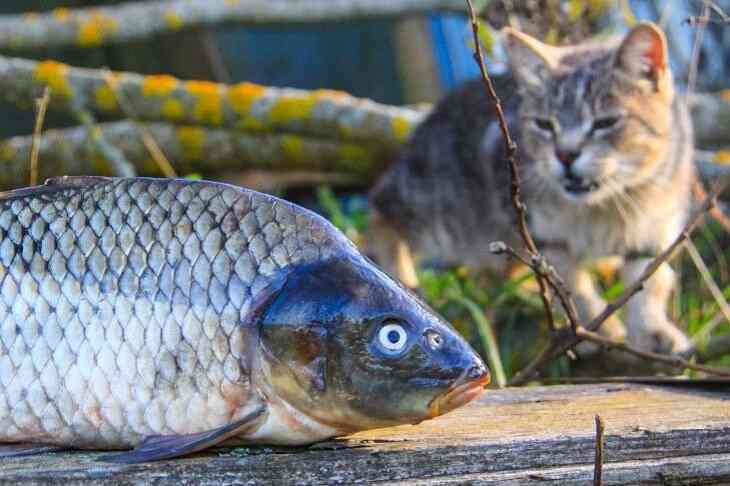 Мужчина случайно проглотил живую рыбу и умер