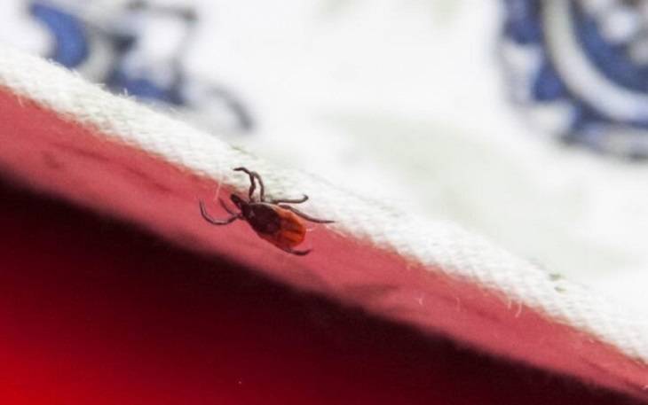 За полгода клещи в Витебской области покусали 2 434 человека. 51 случай боррелиоза