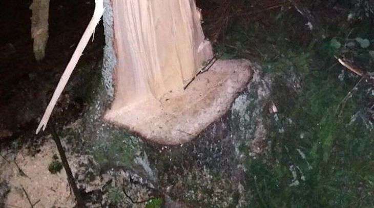 В лесу под Смолевичами обнаружили два трупа. Мужчин придавило деревом 