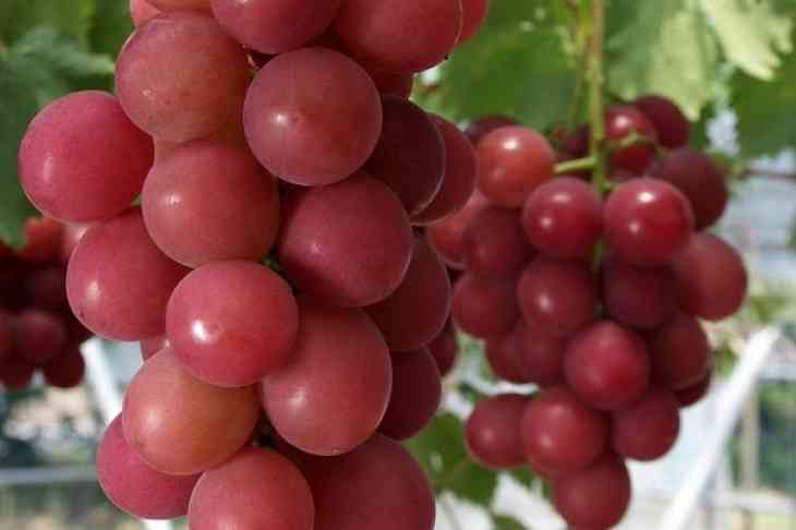 Что это было: гроздь винограда купили за 11 000 долларов