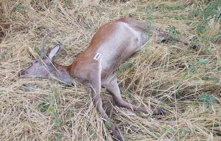 Под Березой браконьеры лишили жизни благородного оленя Под Березой браконьеры лишили жизни благородного оленя