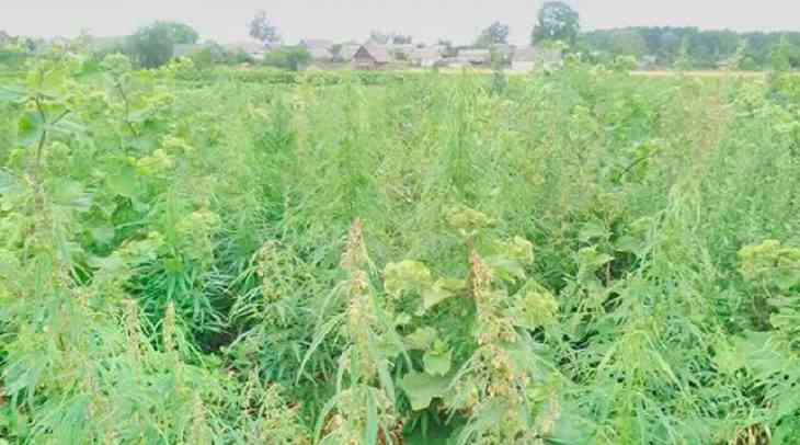 200 кг конопли. Как боролись с отравой под Каменцом 200 кг конопли. Как боролись с отравой под Каменцом