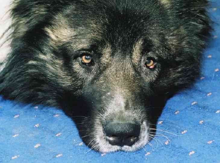 Преданный пес два дня отказывался покидать умершего хозяина