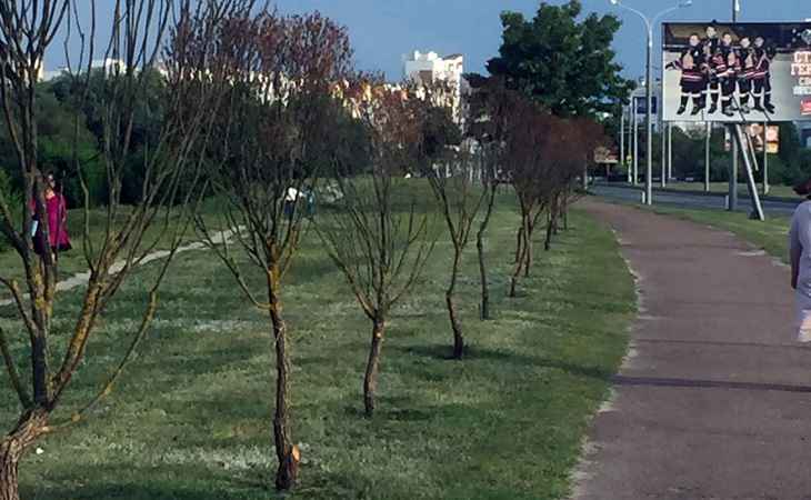 Высадили 80 саженцев – ни один не прижился. Прокуратура выявила нарушения в озеленении Гомеля